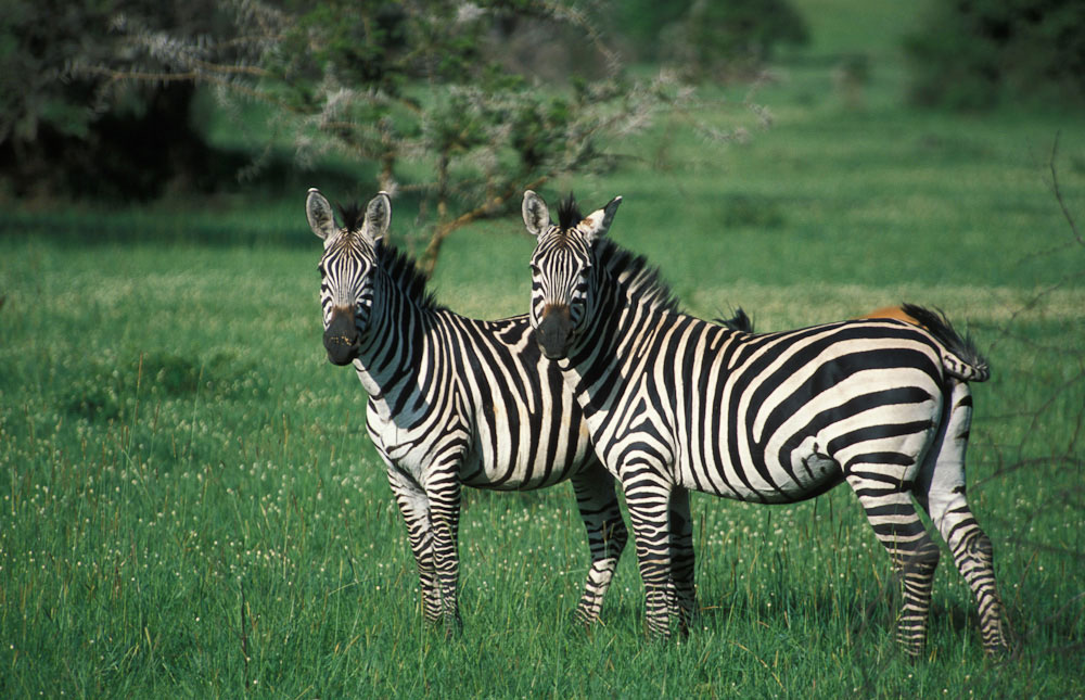 Zebra in Lake Mburo National Park