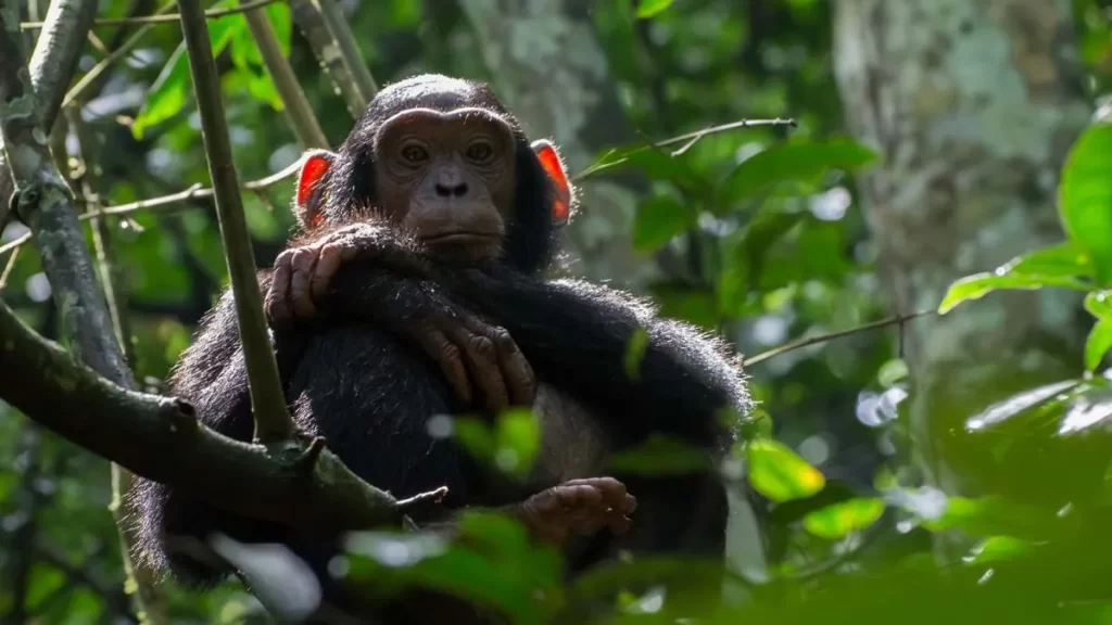 15 Frequently Asked Questions About Chimpanzee Trekking In Uganda and Rwanda 1