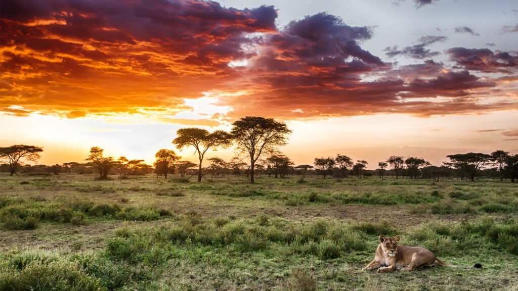 serengeti national park1