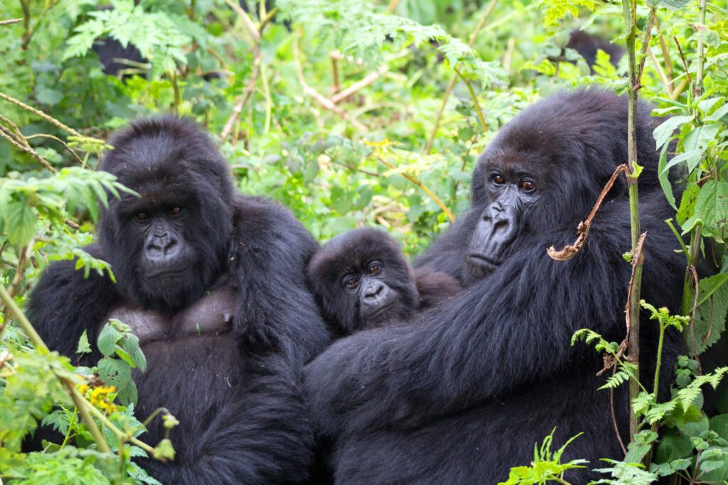 Gorilla Trekking Sectors in Bwindi Forest 1
