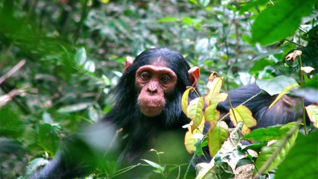 Kalinzu forest Chimpanzee permits 1200x675 1