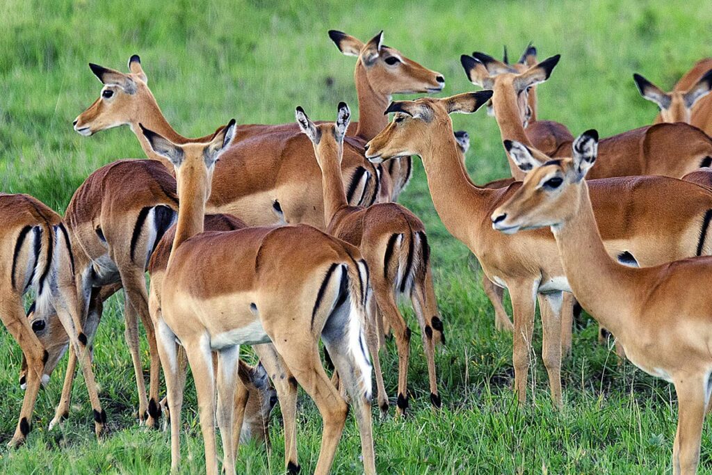 Antelope as seen on Game Drives in Lake Mburo National Park