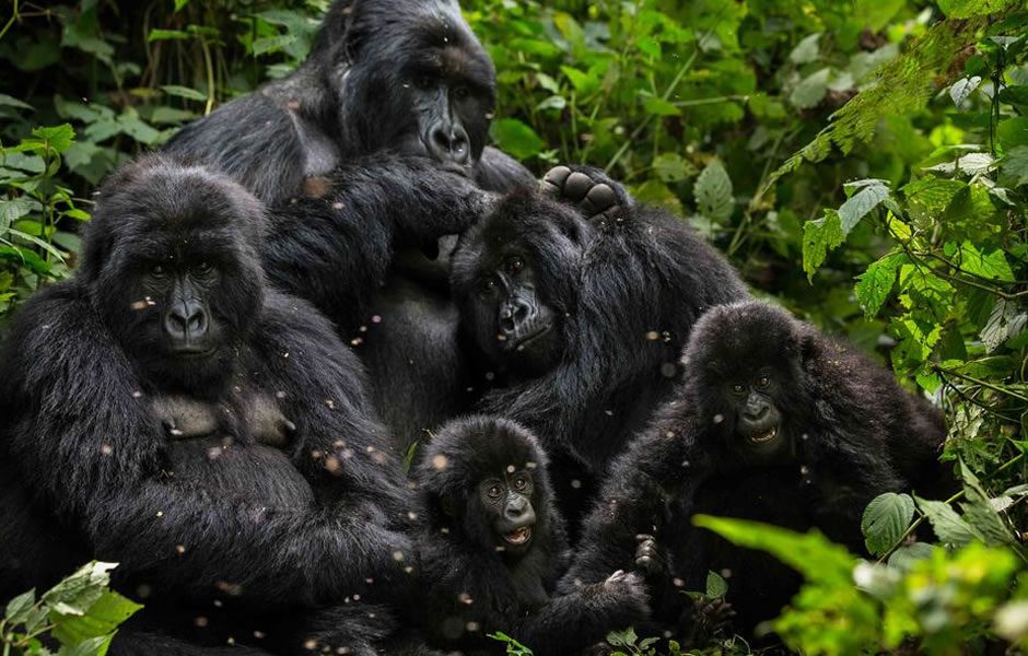 Rushegura gorilla group family in bwindi Impenetrable forest national park