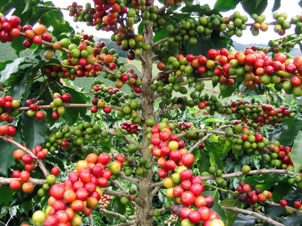 coffee in uganda