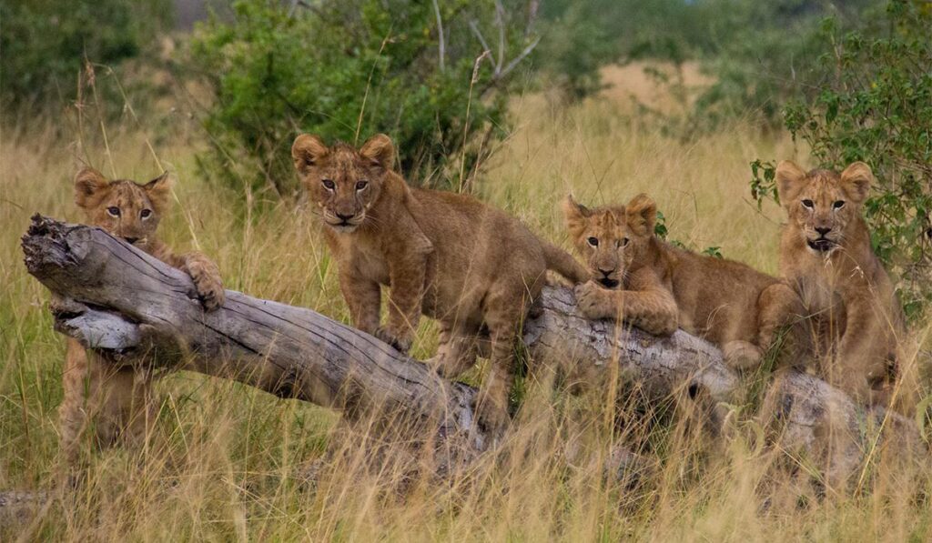 queen elizabeth national park uganda safari wildlife
