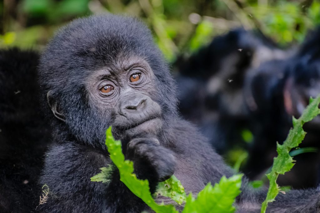 Guide to Gorilla Trekking In Uganda