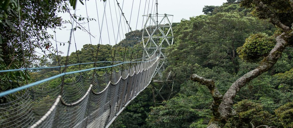 Nyungwe Forest Park Banner