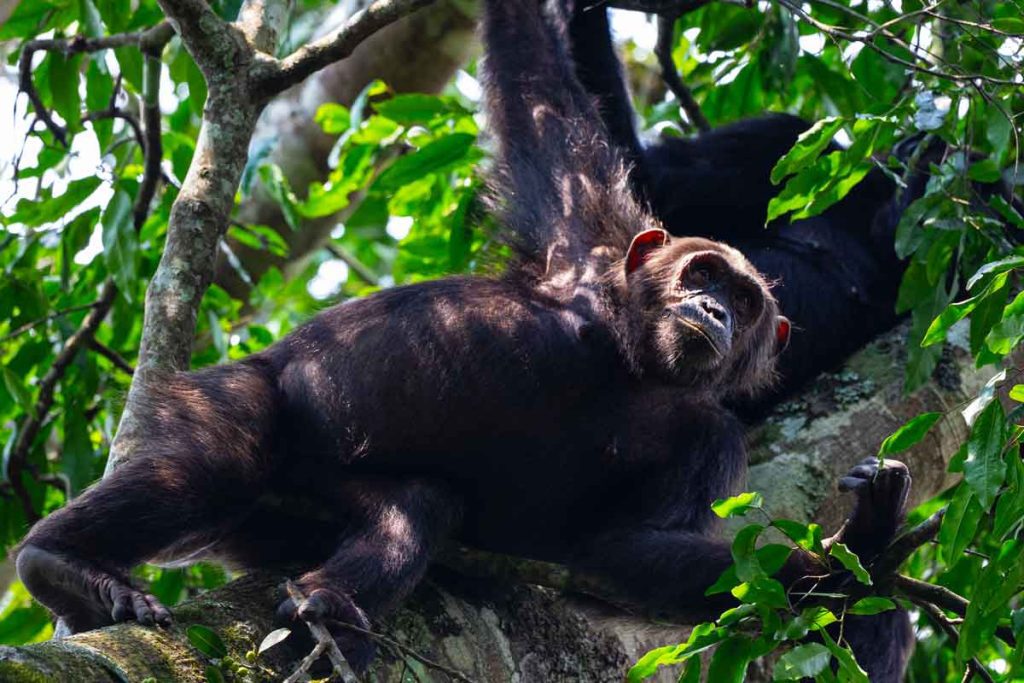 chimpanzee safari in nyungwe