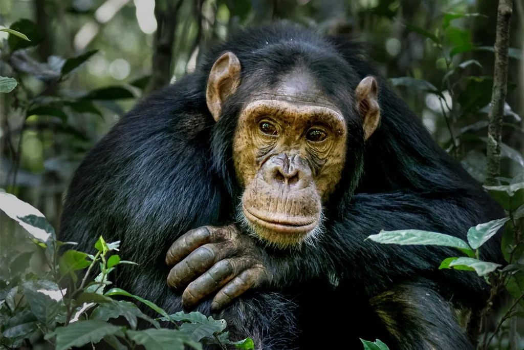 chimpanzee 006 1