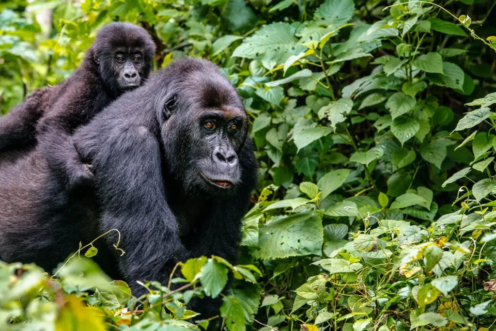 gorilla trekking forest timbuktu travel
