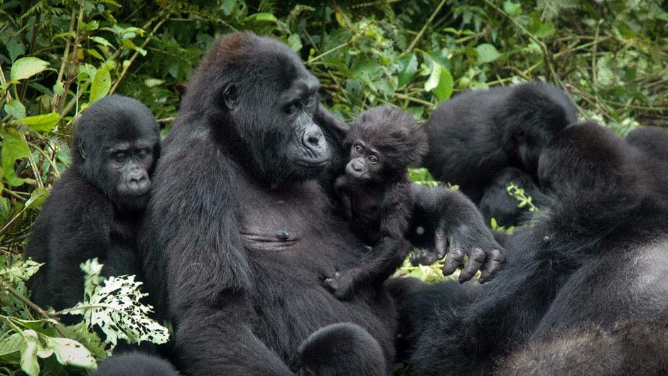 Gorilla Tracking in Uganda