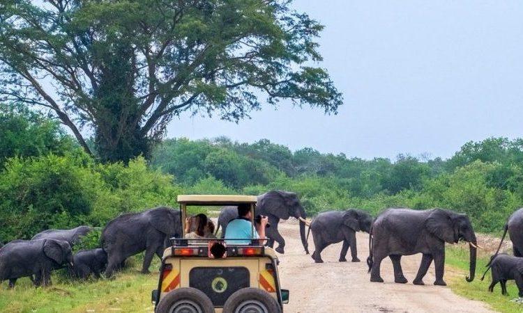 Self Drive Safari in Uganda and Game Drive