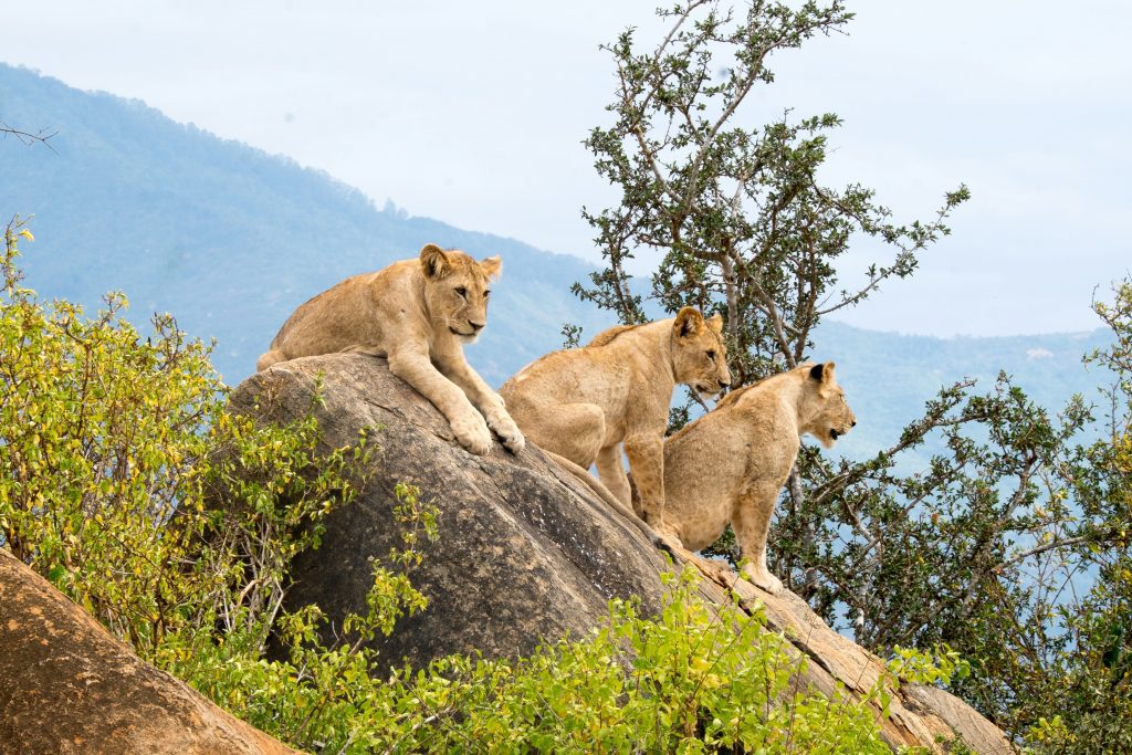 Lions in Tsavo National Park