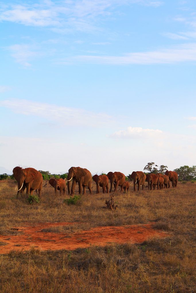 Game Drives in Tsavo National Park