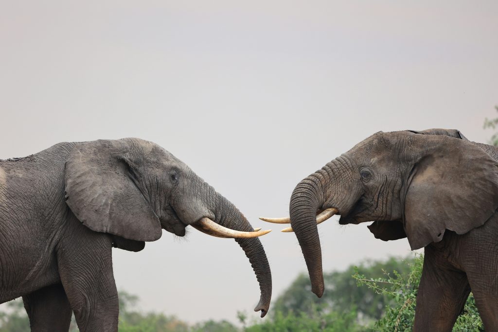 10 Tage Uganda Primaten- und Wildtier safari