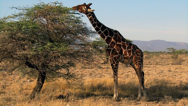 Game Drives in Samburu National Reserve
