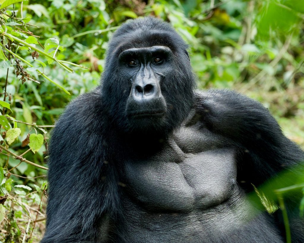 8 Tage Uganda Safari Gorillas Schimpansen und Big 5