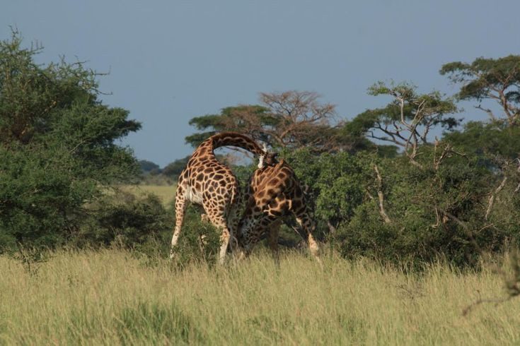 Best time to go on a Uganda safari - Murchison Falls NP