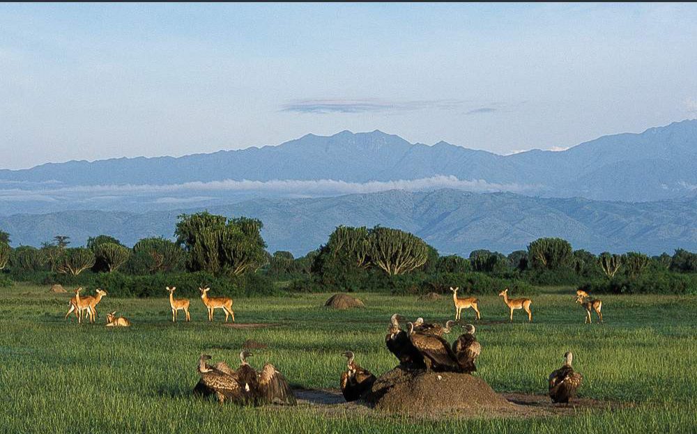 Uganda Safaris - Queen ElizabethNP