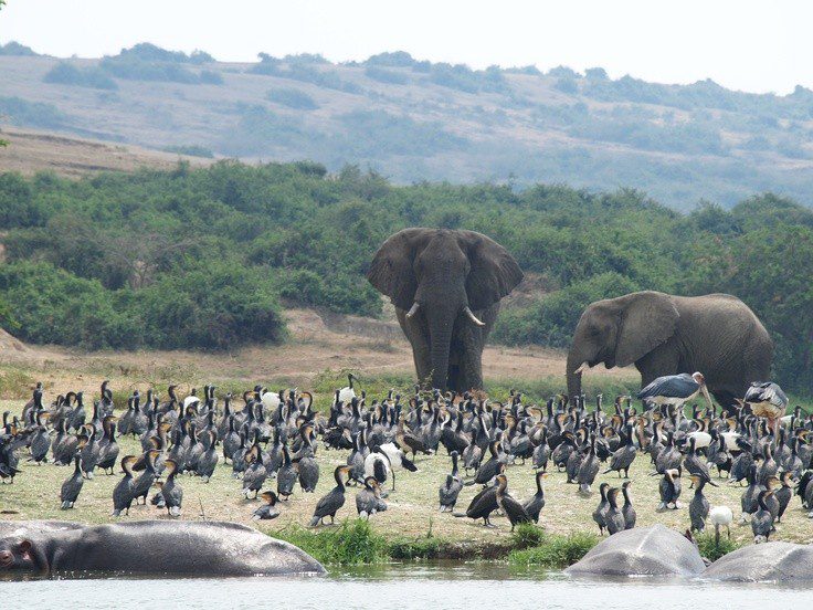 Uganda Safaris- Queen Elizabeth NP