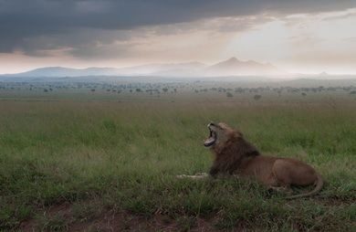 Cost of Uganda Safari