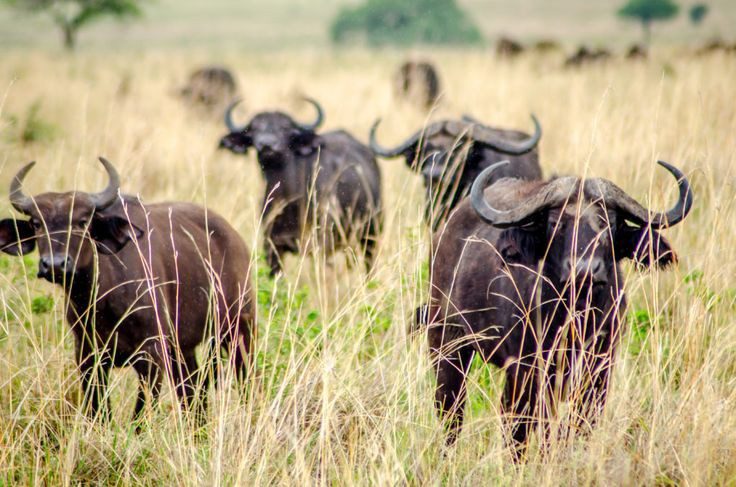 Types of Uganda safaris - Wildlife viewing safari