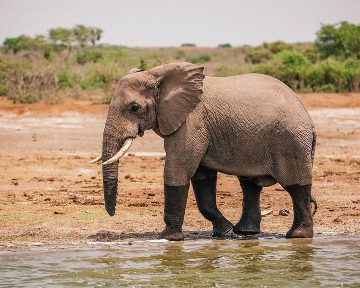 Types of Uganda Safaris